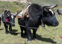 Tethered yaks, upper Tsum Valley, Manaslu Circuit trek, Nepal
