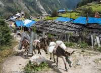 Pack-horses, Manaslu Circuit trek, Nepal