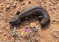 Shingleback lizard (Tiliqua rugosa), Northern Flinders Ranges, Arkaroola Wilderness Sanctuary.
