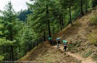 NEPAL, Mugu. Trekking expedition porters traversing through pine forest.