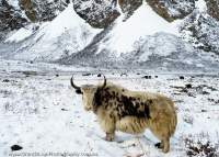 NEPAL, Mugu. Yaks grazing in fresh snow below Chyarga La pass.