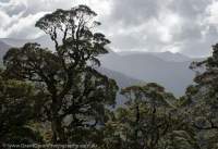 Lyell Range, South Island, New Zealand.