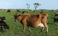 Dairy cow herd, Karamea, Buller, New Zealand