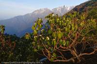 NEPAL. Sub-alpine rhododendron shrub at dawn, Makalu Base Camp Trek, Makalu - Barun National Park.