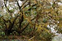 NEPAL. Lichen & moss on rhododendron tree, Barun valley, Makalu Base Camp Trek, Makalu - Barun National Park.