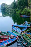 NEPAL. Brightly-painted doongas (boats) moored at edge of Phewa Tal (Phewa Lake), on misty morning.