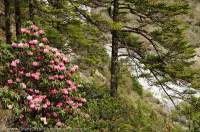 NEPAL. Rhododendron shrubs, Gokyo (Dudh Khosi) valley, Sagamartha National Park.