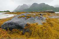 NORWAY, Nordland. Lofoten Islands, Austvagoy. Seaweed exposed at low tide, Trolltindan peaks beyond.