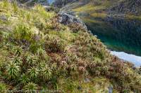 NEW ZEALAND 2014. Harrison valley, Darran Mountains, Fiordland National Park, Te Wahipounamu World Heritage Area.