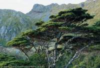 Beech tree (Nothofagus sp.), Lonely Tarn, Douglas Range, Kahurangi National Park, New Zealand
