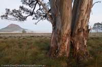 AUSTRALIA, Tasmania, Cradle Mountain-Lake St Clair National Park. Eucalypt trunks at dawn, Mt Pelion West beyond, Pelion Plains, Overland Track.