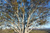 Spreading branches of eucalypt, TLC Five Rivers 