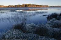 AUSTRALIA, Tasmania, Central Plateau. Dawn at reedy Kenneth Lagoon, Skullbone Plains. TLC land.