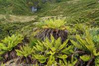 Dokfuma grasslands, Star Mountains, Papua New Guinea.