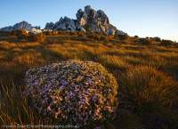 Melaleuca squamea flowers, The Pleiades, Franklin-Gordon Wild Rivers National Park, Tasmanian Wilderness World Heritage Area.
