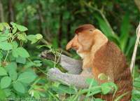 Proboscis Monkey (endemic to Borneo island), Bako National Park, Sarawak, Malaysia.