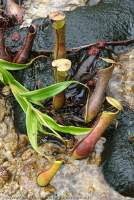 Small Pitcher Plants (Nepenthes sp.) in wetland pan, Bako National Park, Sarawak, Malaysia.