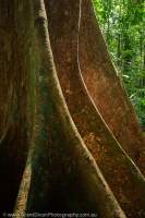 Buttress roots of tropical rainforest tree,Lambir Hills National Park, Sarawak, Malaysia.