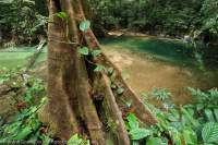 Buttress roots of tropical rainforest tree above Clearwater Stream, Mulu National Park, World Heritage Area, Sarawak.