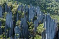 The Pinnacles, limestone karst features up to 45m high, Mulu National Park, World Heritage Area, Sarawak.