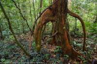 Stilt roots of tropical rainforest tree, Mulu National Park, World Heritage Area, Sarawak.