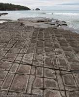 AUSTRALIA, Tasmania, Tasman Peninsula, Port Arthur. Tesselated Pavment, formed by weathering of rectangular jointing in sandstone, Eaglehawk Neck.