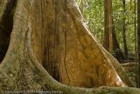 VIETNAM, South, Cat Tien National Park. Buttress roots of large tree in tropical lowland evergreen ranforest.