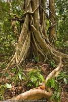 VIETNAM, South, Cat Tien National Park. Strangler fig roots in tropical lowland evergreen ranforest.