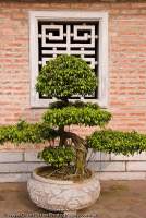 VIETNAM, North, Hanoi. Bonsai trees in inner courtyard, Temple of Literature