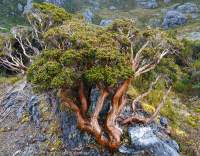 Western Arthur Range, Tasmanian Wilderness World Heritage Area