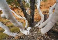 Coppiced Ghost gum, Watarrka National Park (Kings Canyon), Northern Territory, Australia