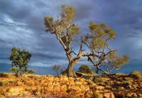 Watarrka National Park (Kings Canyon), Northern Territory, Australia