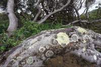 Lichens on Banksia, Christmas Cove, Spero-Wanderer region.