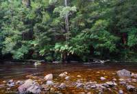 Wilson River, Tarkine region, Tasmania