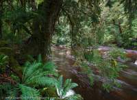 Wilson River, Tarkine region, Tasmania