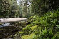 Temperate rainforest, Weld River, Southwest National Park, Tasmanian Wilderness World Heritage Area