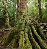 AUSTRALIA, Tasmania, Weld Valley. Mossy root buttresses of Myrtle (Southern Beech) tree in temperate rainforest.