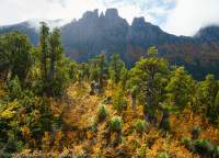 Autumn colours of Deciduous Beech (Nothofagus gunni), Du Cane Range, Cradle Mountain - Lk St Clair National Park, Tasmanian Wilderness World Heritage Area.