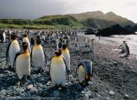 King penguins, sub-antarctic Macquarie Island, Tasmania