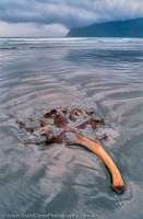 AUSTRALIA, Tasmania. Stranded kelp and approaching storm, Cox Bight.