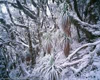 Autumn snow in sub-alpine rainforest, Anne Range, Southwest National Park, Tasmanian Wilderness World Heritage Area.