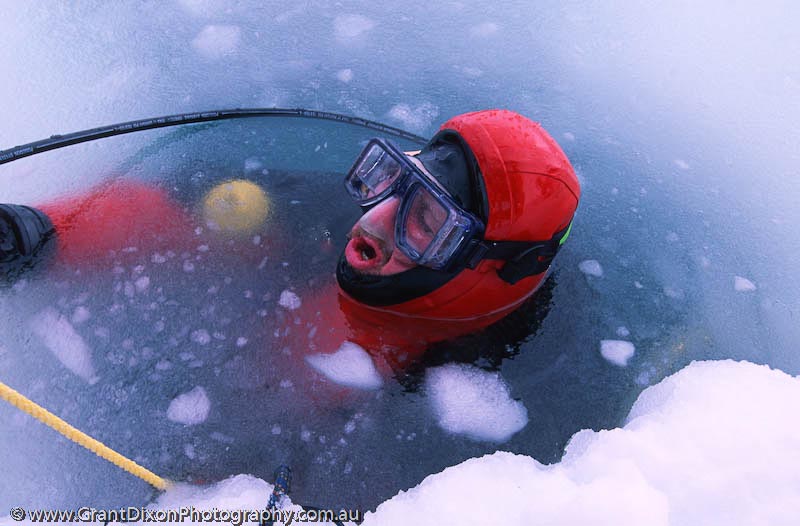 image of Antarctic diving