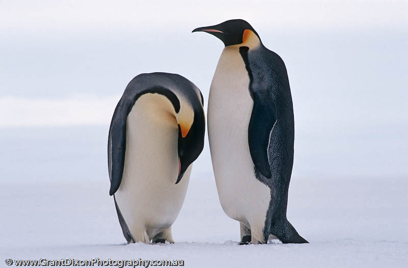 image of Emperor penguin pair