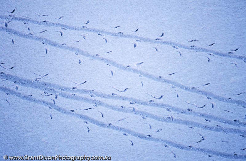 image of Penguin tracks