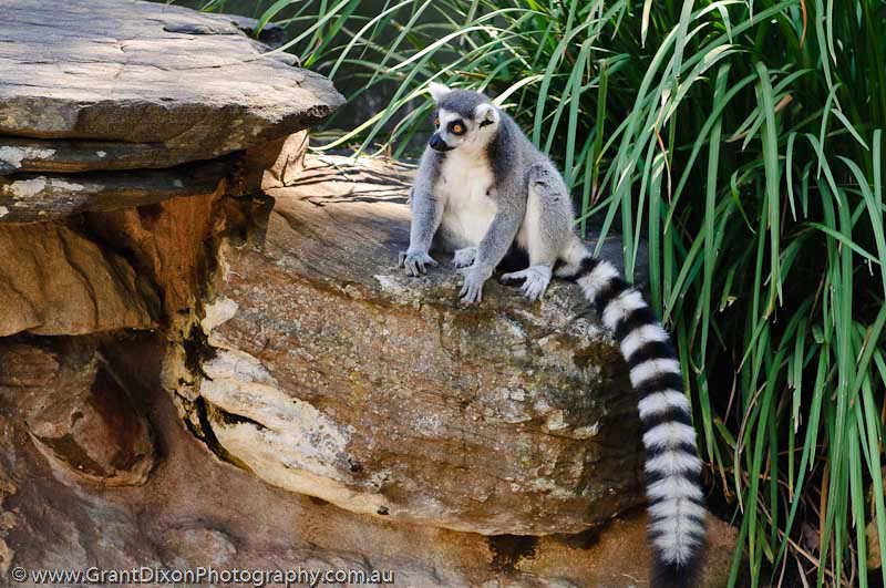 image of Ring-tailed lemur