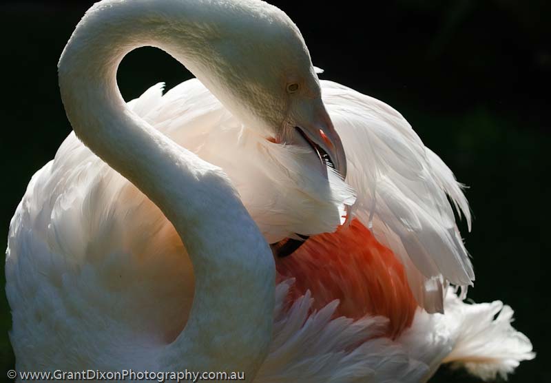 image of Flamingo preen