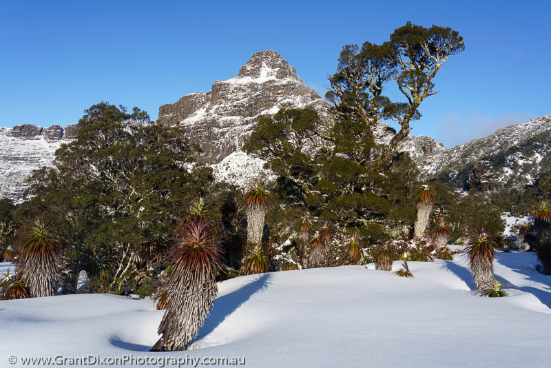 image of Anne winter alpine rainforest