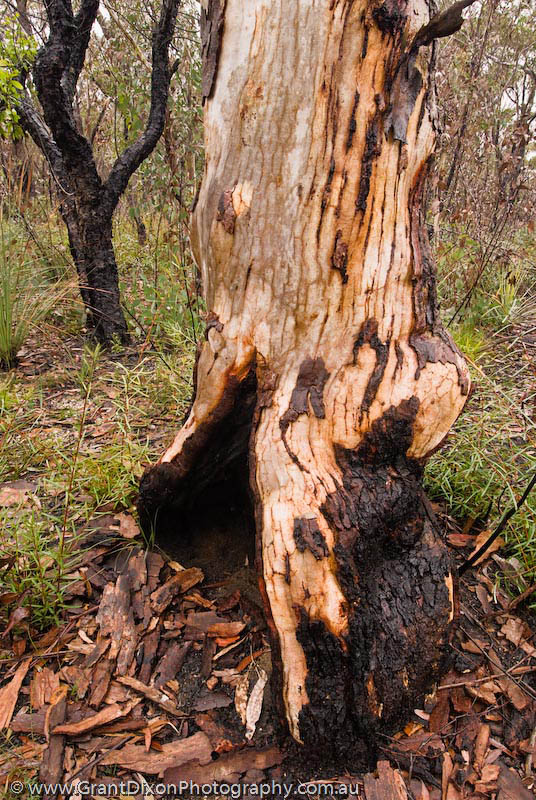 image of Scribbly gum after fire