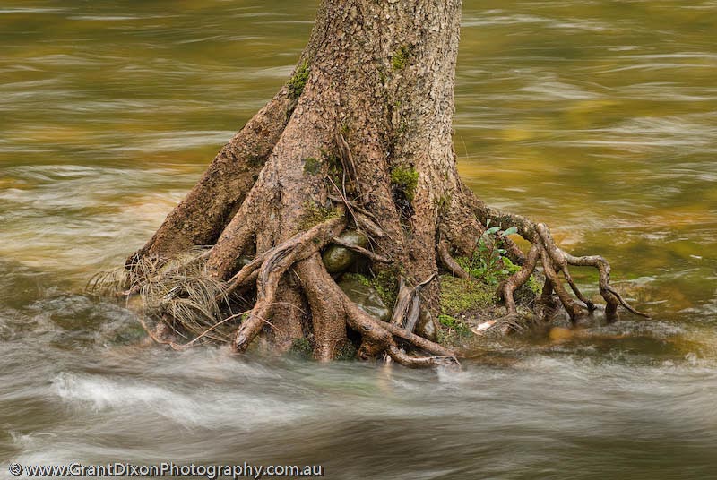 image of Kowmung River Oak 1