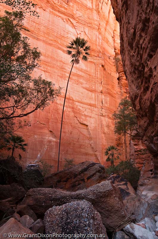image of Piccaninny Gorge palm 2